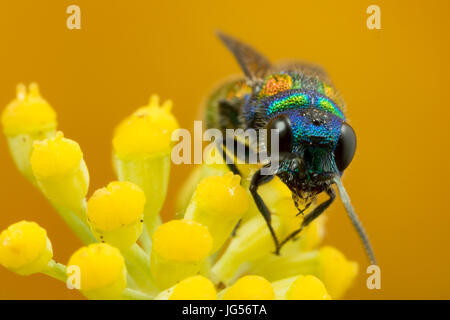 Cuckoo wasp : une guêpe parasite qui pond ses œufs dans le nid de guêpe, d'autres juste comme un coucou. Banque D'Images