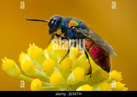 Cuckoo wasp : une guêpe parasite qui pond ses œufs dans le nid de guêpe, d'autres juste comme un coucou. Banque D'Images