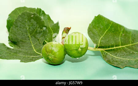 Les fruits verts de Ficus carica, mûrier, famille connue sous le nom de common fig, branches d'arbre Banque D'Images