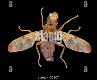 La bardane mouche mâle, Tephritis bardanae, macro image darkfield, Tephritis bardanae est un photo-winged voler de la famille des Tephritidae, Banque D'Images