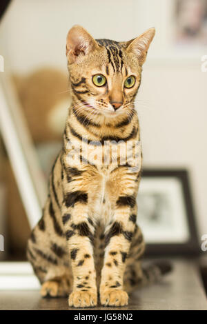 Race de chat Bengal à l'âge de 5 mois, assis sur la table de chevet Banque D'Images