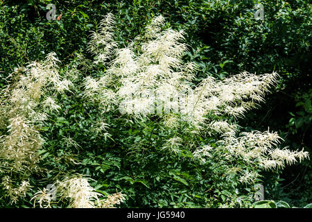 Fleurs blanches Aruncus fleurs de fleurs de mariée Banque D'Images