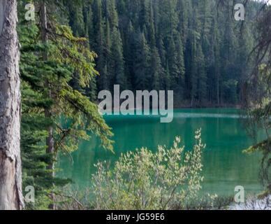 Lac d'olive, le Parc National de Kootenay, Colombie-Britannique, Canada Banque D'Images