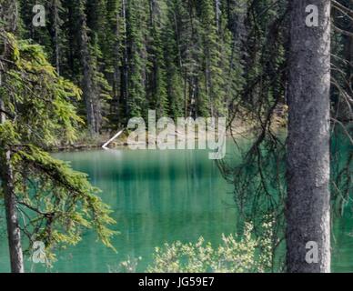 Lac d'olive, le Parc National de Kootenay, Colombie-Britannique, Canada Banque D'Images