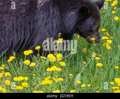 Un ours noir en train de manger les pissenlits dans le Parc National de Kootenay, en Colombie-Britannique, Canada. Banque D'Images