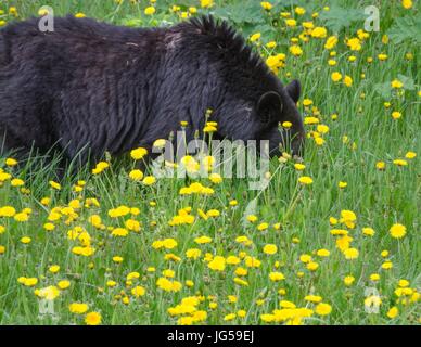 Un ours noir en train de manger les pissenlits dans le Parc National de Kootenay, en Colombie-Britannique, Canada. Banque D'Images