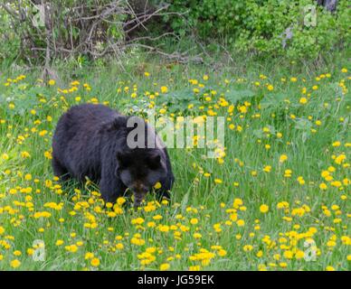 Un ours noir en train de manger les pissenlits dans le Parc National de Kootenay, en Colombie-Britannique, Canada. Banque D'Images