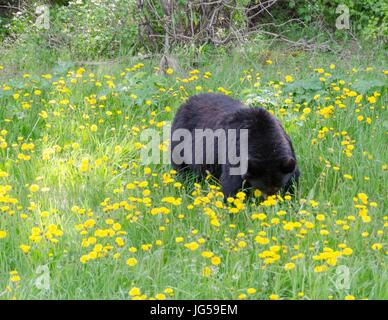 Un ours noir en train de manger les pissenlits dans le Parc National de Kootenay, en Colombie-Britannique, Canada. Banque D'Images