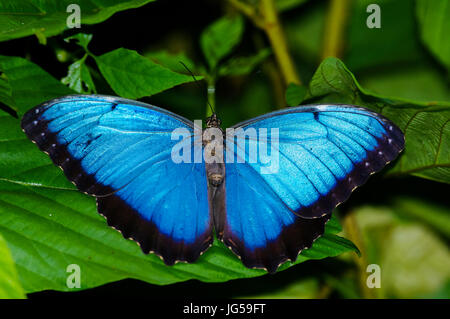 Papillon morpho bleu commun sur une image de feuille verte prise au Panama Banque D'Images