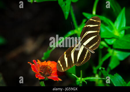 Zebra Longwing butterfly image prise au Panama Banque D'Images