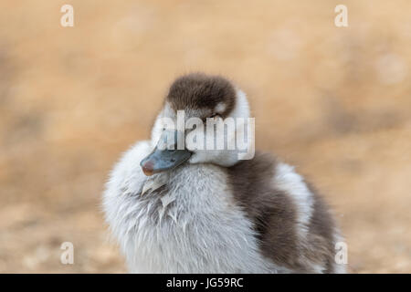 Egyptian goose Gosling fermer les yeux Banque D'Images