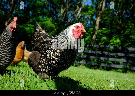 Des poules de basse-cour en liberté dans l'herbe. Banque D'Images