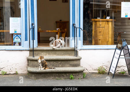 Springer Spaniel reposant sur des marches en pierre avec un chat. Banque D'Images