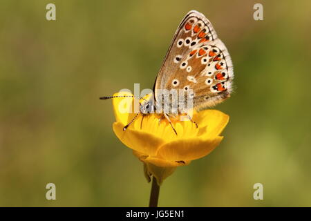 Papillon Argus brun (nectar sur buttercup) Banque D'Images