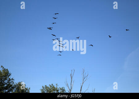 Grands Cormorans (Phalacrocorax carbo) entre l'alimentation et de l'eau vol colony Banque D'Images