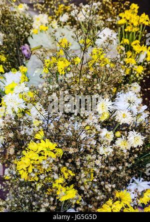 Fleurs daisy fondu dans la corbeille de rue. Close up. Banque D'Images