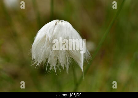 Plante sauvage décoration mousse blanc duveteux coton De l Banque D'Images