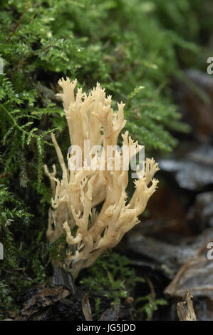 Corail Champignon debout - Ramaria stricta Banque D'Images