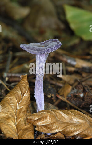 Menteur - Laccaria amethystina améthyste Banque D'Images