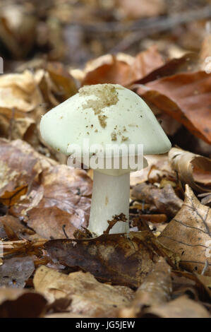 Faux Deathcap - Amanita citrina Banque D'Images