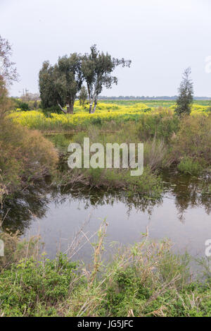 Visite de la réserve naturelle d'Ein Afek, Israël Banque D'Images