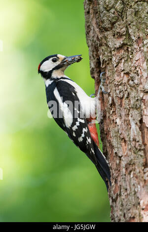 Great spotted woodpecker (Dendrocopos major) avec de la nourriture dans son bec dans les trous, de l'Ems, Basse-Saxe, Allemagne Banque D'Images