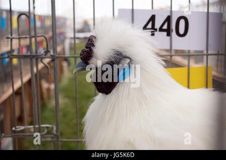 Poulet Blanc moelleux en cage au show de Malton, Malton, North Yorkshire, UK Banque D'Images