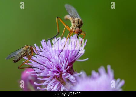 Deux poignard ou danse mouches (Empis livida) boire le nectar des fleurs de chardon violet UK, faune, West Yorkshire Banque D'Images