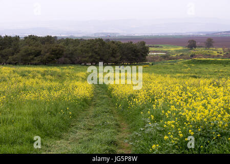 Visite de la réserve naturelle d'Ein Afek, Israël Banque D'Images