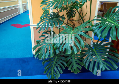 Monstera deliciosa en partie salle de l'intérieur Banque D'Images