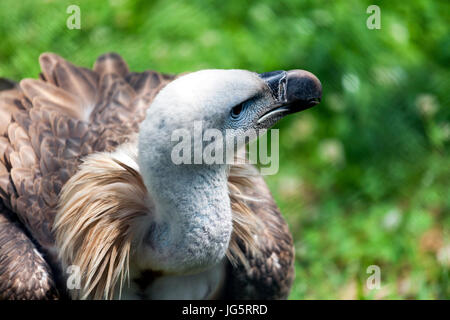 Vautour fauve (Gyps fulvus) regarde autour de lui et cherche une nouvelle proie, de l'alimentation Banque D'Images