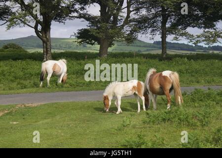 Poneys Dartmoor sauvages paître par la route dans le parc national du Dartmoor Banque D'Images