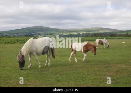 Landes sauvages poneys dans le Dartmoor National Park Banque D'Images