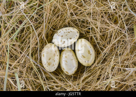 Oeufs dans le nid dans une exposition à l'intérieur du Musée National des Sciences Naturelles de Houston à Orlando aux Etats-Unis. Banque D'Images