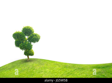 Bonsai vert feuille isolé sur fond blanc. Banque D'Images