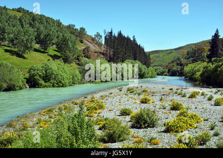 Rivière Hurunui au printemps, Canterbury, Nouvelle-Zélande. Dans l'avant-plan est le lit de la rivière avec le lupin vivace fleurs. Banque D'Images