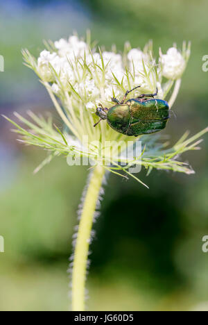 Cetonia aurata, également connu sous le nom de rose ou vert rose chafer, chafer sur un Daucus carota flower, sous le chaud soleil de l'été à Kiev, Ukraine Banque D'Images