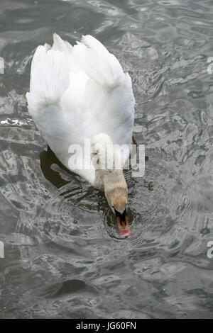 Un cygne et son cygnets au Braunston Marina, Braunston, Royaume-Uni Banque D'Images