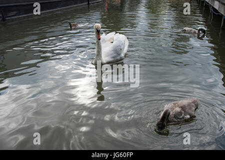 Un cygne et son cygnets au Braunston Marina, Braunston, Royaume-Uni Banque D'Images