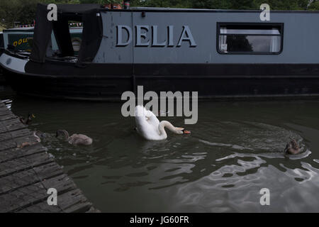 Un cygne et son cygnets au Braunston Marina, Braunston, Royaume-Uni Banque D'Images