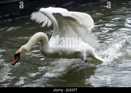 Un cygne et son cygnets au Braunston Marina, Braunston, Royaume-Uni Banque D'Images