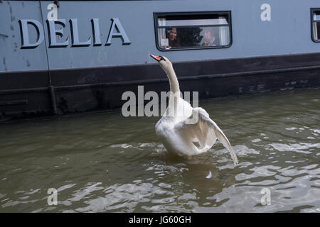 Un cygne et son cygnets au Braunston Marina, Braunston, Royaume-Uni Banque D'Images