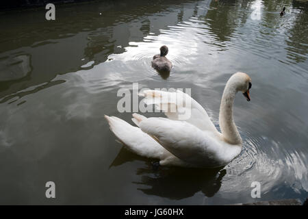 Un cygne et son cygnets au Braunston Marina, Braunston, Royaume-Uni Banque D'Images