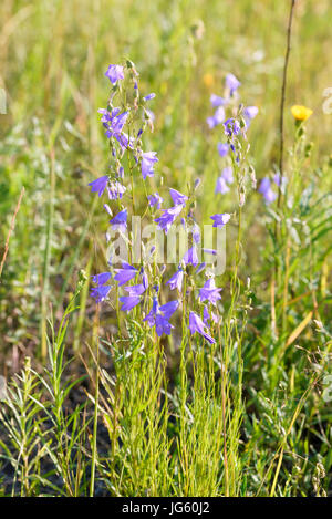 Campanula violet fleurs, également connu sous le nom de bellflower, grandissant dans la prairie, sous le doux soleil de l'été à Kiev, Ukraine Banque D'Images