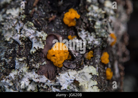 Champignons en gelée d'Orange se développe sous l'écorce d'un arbre au parc national des Glaciers, 23 octobre 2016 dans le Montana. (Photo par Jacob W. Frank par Planetpix) Banque D'Images