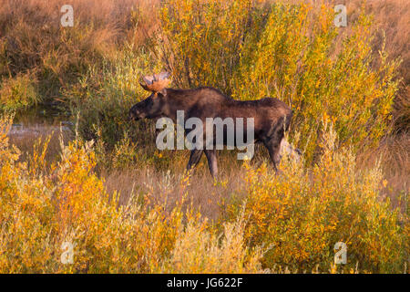 Un orignal mâle promenades à travers le feuillage d'automne au parc national de Grand Teton, le 21 septembre 2016, près d'Elk Wyoming. (Photo par John Tobiason par Planetpix) Banque D'Images