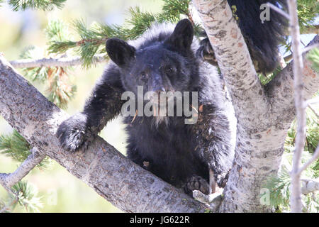 Un ours noir grimpe un arbre de pin à écorce blanche au Parc National de Yellowstone Dunraven Pass 9 septembre 2016 près de Canyon Village, Wyoming. (Photo par Eric Johnston par Planetpix) Banque D'Images