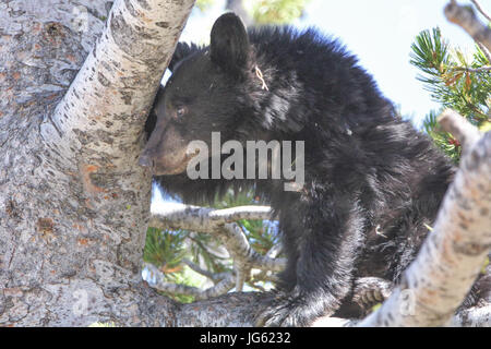 Un ours noir grimpe un arbre de pin à écorce blanche au Parc National de Yellowstone Dunraven Pass 9 septembre 2016 près de Canyon Village, Wyoming. (Photo par Eric Johnston par Planetpix) Banque D'Images