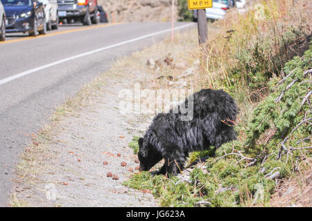 Circulation s'arrête comme un ours noir américain s'apprête à traverser la rue au Parc National de Yellowstone Dunraven Pass 9 septembre 2016 près de Canyon Village, Wyoming. (Photo par Eric Johnston par Planetpix) Banque D'Images