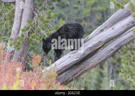 Un ours noir descend d'un arbre au Parc National de Yellowstone Dunraven Pass 9 septembre 2016 près de Canyon Village, Wyoming. (Photo par Eric Johnston par Planetpix) Banque D'Images